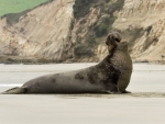 Elephant Seal