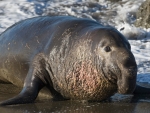 Elephant Seal