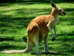 Red Kangaroo