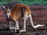 Red Kangaroo