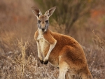 Red Kangaroo