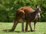 Red Kangaroo