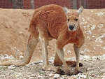 Red Kangaroo