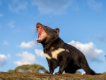 Tasmanian Devil