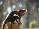 Tasmanian Devil