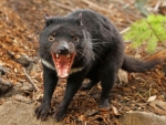 Tasmanian Devil