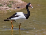 Magpie Goose