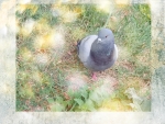Pigeon