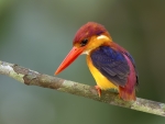 Rufous Backed Kingfisher