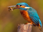 Orange Breasted Kingfisher