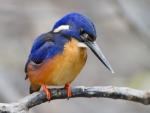 Orange Breasted Kingfisher
