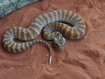 Death Adder