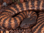 Death Adder