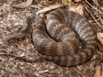Death Adder
