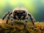 Jumping Spider