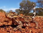 Thorny Devil
