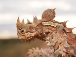 Thorny Devil