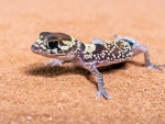 Pilbara Barking Gecko