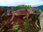 Pilbara Barking Gecko