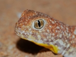 Pilbara Barking Gecko