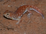 Pilbara Barking Gecko