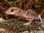 Pilbara Barking Gecko