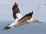 Northern Gannet