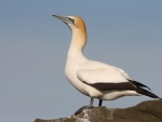 Northern Gannet