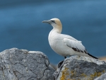 Northern Gannet