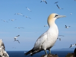 Northern Gannet