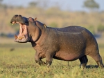 Hippopotamus