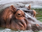 Hippopotamus