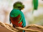 Quetzel