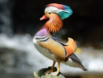 Mandarin Duck
