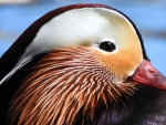 Mandarin Duck