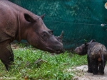BLACK RHINO Mother and Calf at Basel Zoo. 