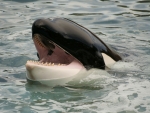Killer Whale
