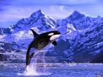 Killer Whale