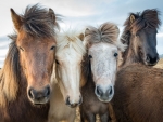 Icelandic Horses