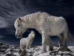 Icelandic Horses
