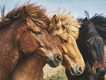 Icelandic Horses