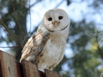 Barn Owl