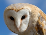 Barn Owl