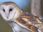 Barn Owl
