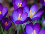 purple crocus
