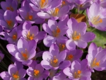 Purple Crocus