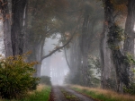 Misty Forest Path