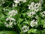 Wild Garlic