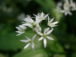 Wild Garlic