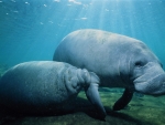 Manatee